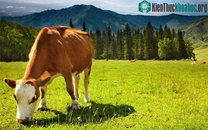 Mão răng của động vật nhai lại ít rõ rệt hơn so với các loài động vật ăn cỏ khác.