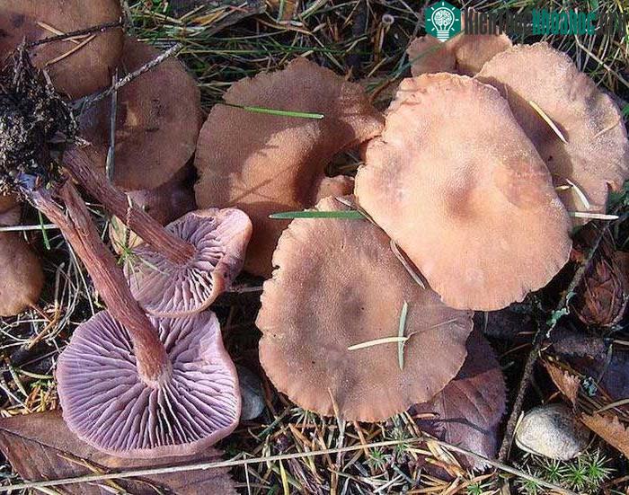 Laccaria bicolor là loài nấm được dùng trong thử nghiệm tại Nhật Bản.