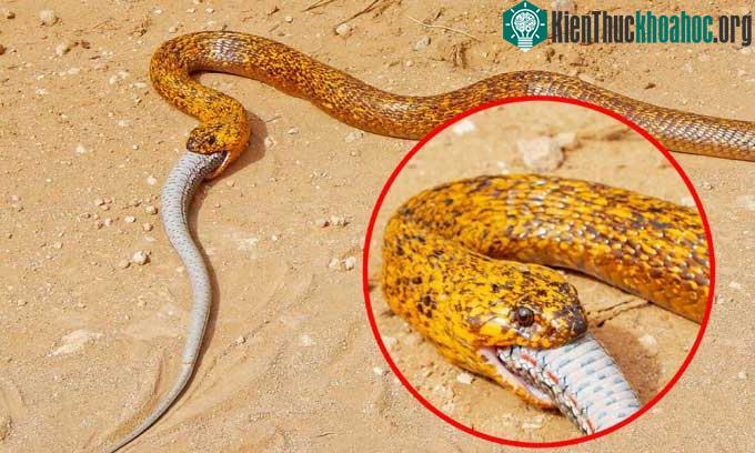 Hổ mang Nam Phi nuốt con mồi trong vài phút.