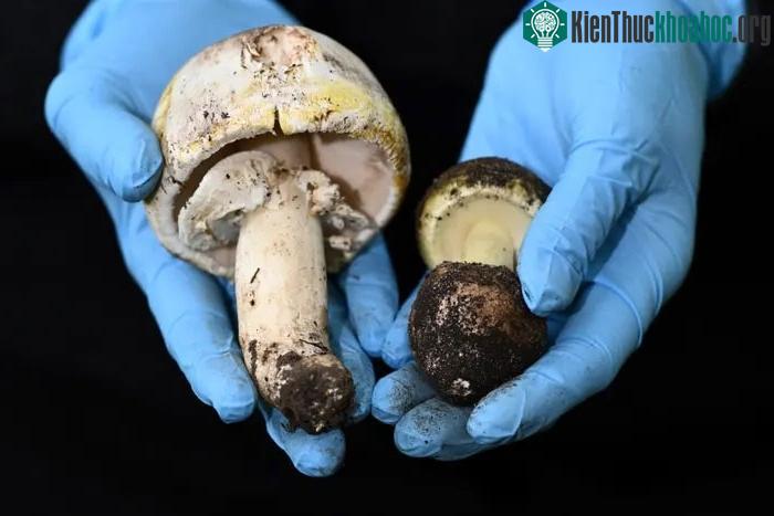 Các nhà khoa học đã tìm ra thứ có thể là thuốc giải độc tố từ loài nấm mũ tử thần.