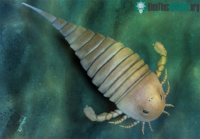 Hình ảnh tái tạo một con bọ cạp biển eurypterid.