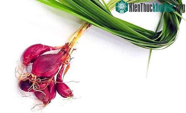 Tỏi đỏ