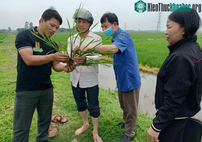 Lương Văn Trường (ngoài cùng bên phải) trao đổi với người nông dân về giống lúa.