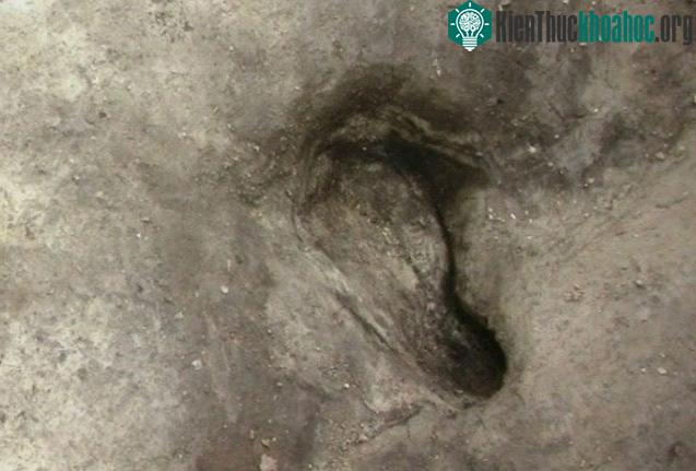 Một trong những dấu chân được mô tả trong nghiên cứu.