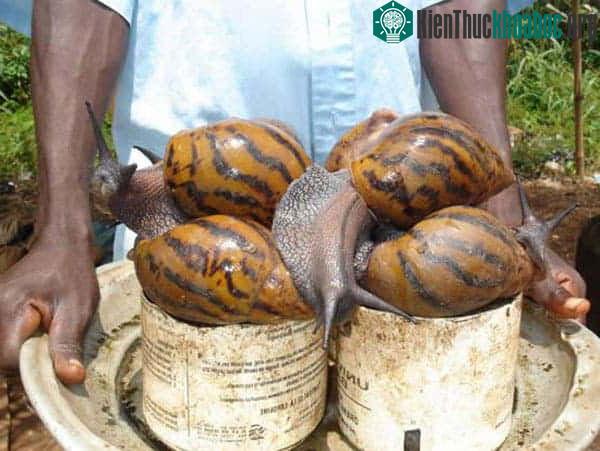 Ốc sên khổng lồ Châu Phi
