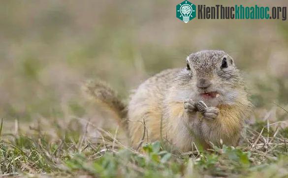 Sóc chuột Chinchilla là loài vật nhỏ bé