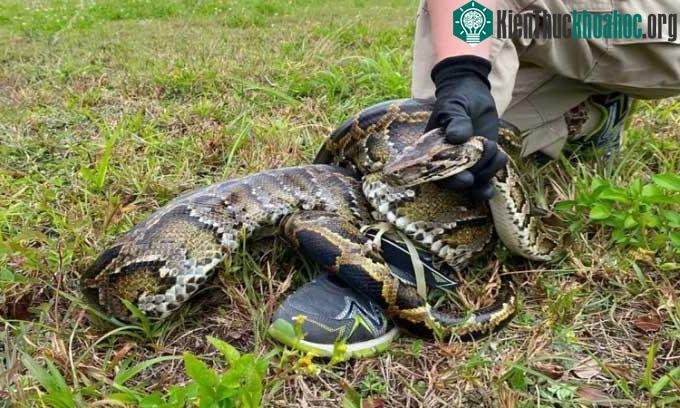 Trăn Miến Điện xâm nhập vào Florida trong thập niên 1980.