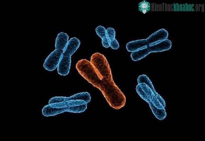 Nhiễm sắc thể Y biến mất dần, dự báo đàn ông có gene giới tính mới ảnh 0