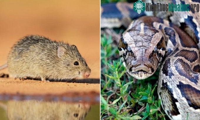 Trăn Miến Điện và chuột bông.