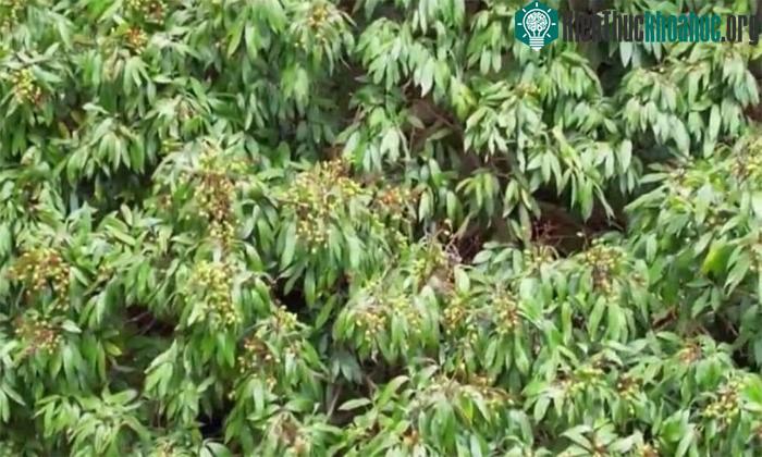 Cây vải 1.500 năm vẫn ra quả đều đặn ở Trung Quốc ảnh 0