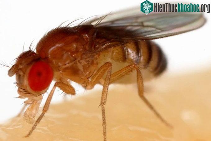 Một con ruồi giấm đậu trên một quả chuối.
