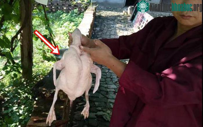 Mổ vịt bất ngờ đụng trúng "vật thể lạ trong suốt", tưởng đồ bỏ hóa ra giá hơn 300 tỷ ảnh 0