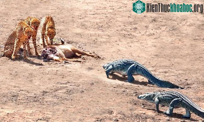 &nbsp;Đàn cá sấu đông đảo khiến bầy báo săn sợ hãi bỏ lại xác con mồi để tháo chạy.