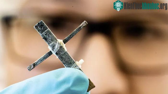 Transistor bằng gỗ đầu tiên trên thế giới.
