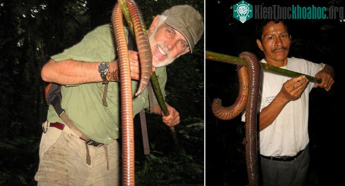 Con giun có chiều dài 1,5m và có cân nặng ít nhất là 0,5kg.