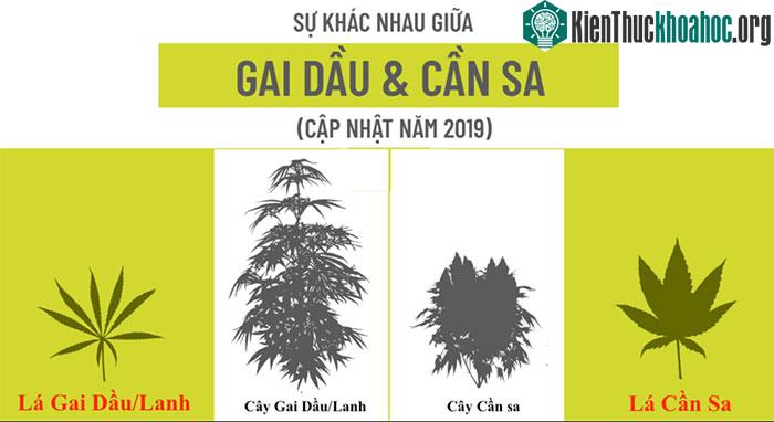 Sự khác nhau giữa cây gai dầu và cây cần sa