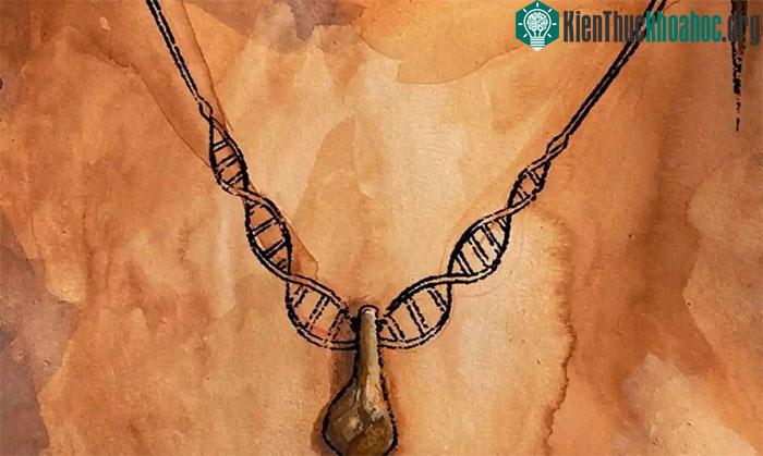 Nghiên cứu DNA để tìm ra chủ nhân sợi dây chuyền thời đồ đá ảnh 0