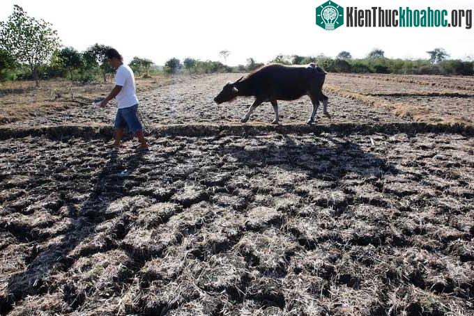 Đợt El Nino xảy ra vào năm 2015 dẫn đến hạn hán nghiêm trọng tại Philippines