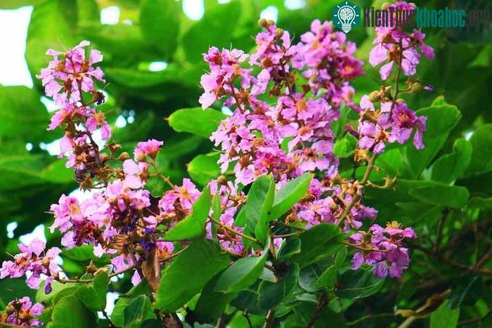Những lợi ích sức khoẻ và bài thuốc từ cây bằng lăng ảnh 0