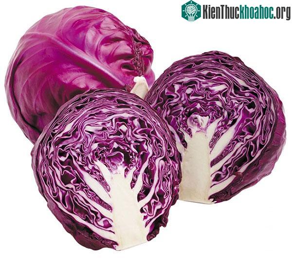 Bắp cải tím