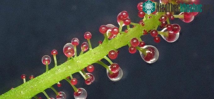 Những chiếc lá chạy dọc cành cây Triphyophyllum peltatum.