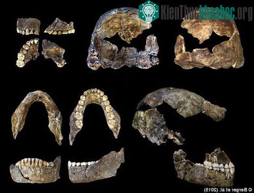 Nghĩa trang lâu đời nhất thế giới có chứa hài cốt của chủng người Homo naledi.