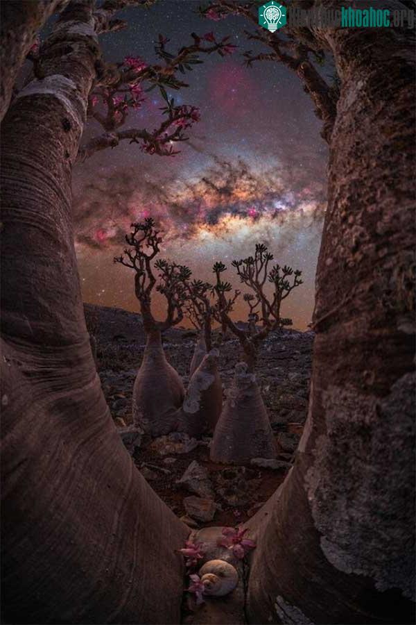 Bức ảnh: "Cánh cổng cây chai" chụp tại Socotra, Yemen.