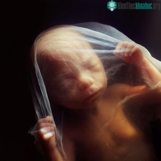 Trong bụng mẹ, thai nhi nổi trong một chất lỏng trong suốt và có màu hơi vàng.