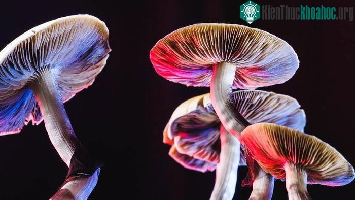 Nấm có xu hướng lạnh hơn so với môi trường của chúng.