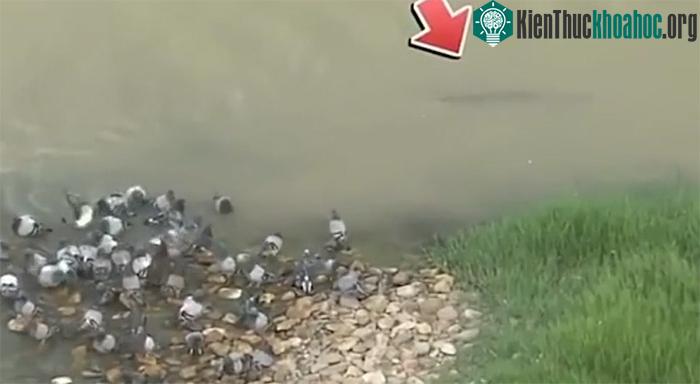 Con cá trê sát thủ đang âm thầm tiến đến gần một đàn chim bồ câu.