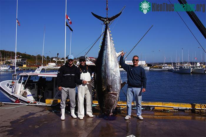 Cá ngừ vây xanh