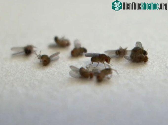 Ruồi giấm giảm tuổi thọ khi tiếp xúc với đồng loại đã chết của chúng.