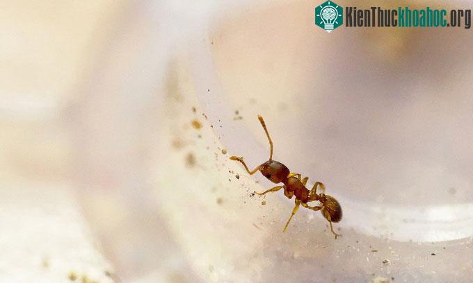 Kiến Temnothorax nylanderi.
