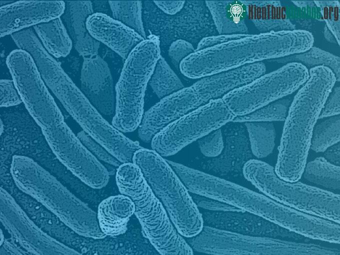 Vi khuẩn Oxalobacter trong ruột bị xem khiến trí thông minh thấp