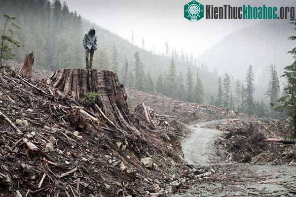 Sự tàn phá của con người đối với thiên nhiên đang gây những hậu quả cho Trái đất