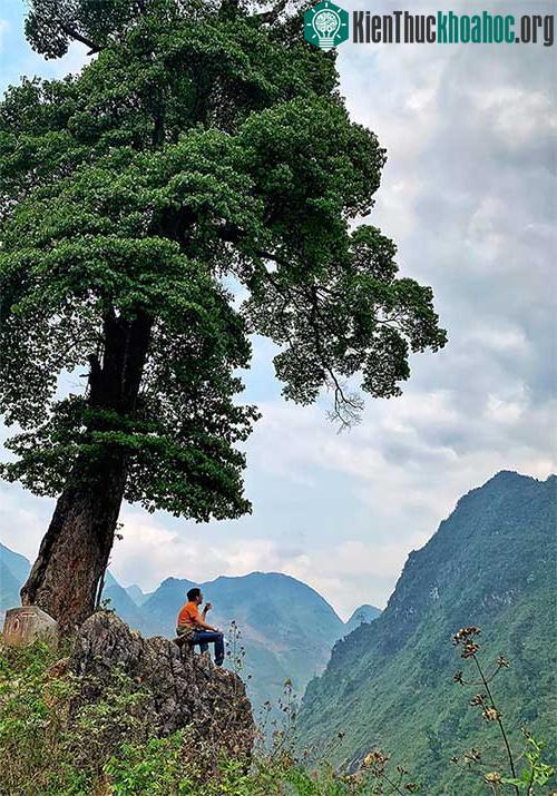 Cây cô đơn nghiêng nghiêng, hơi ngả về phía vực.