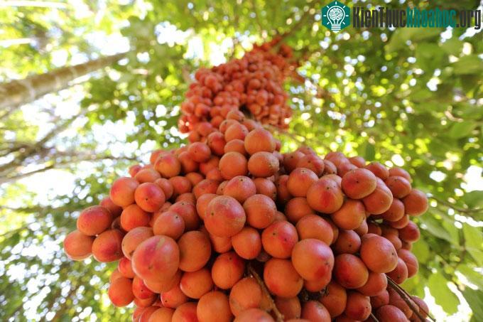 Vỏ cây, rễ và gỗ của loại cây này được thu hoạch để sử dụng làm thuốc. (