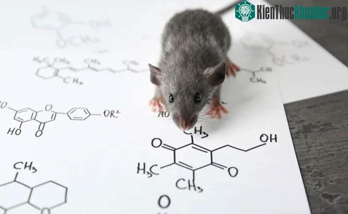 Có rất nhiều biện pháp để loại bỏ chuột.