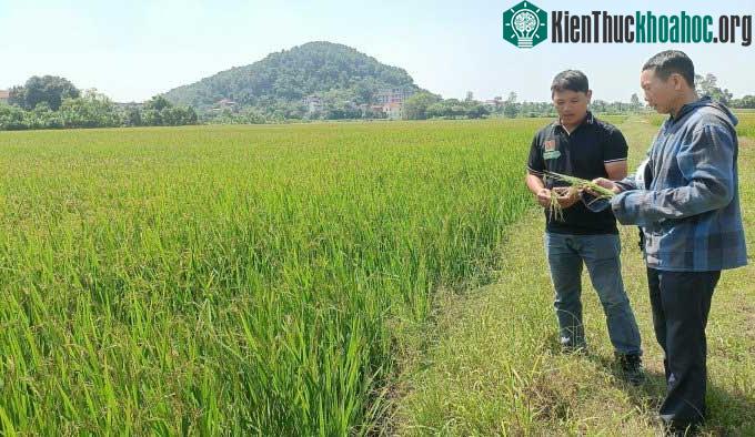 Lương Văn Trường (áo đen) cùng người dân thực nghiệm tại cánh đồng lúa