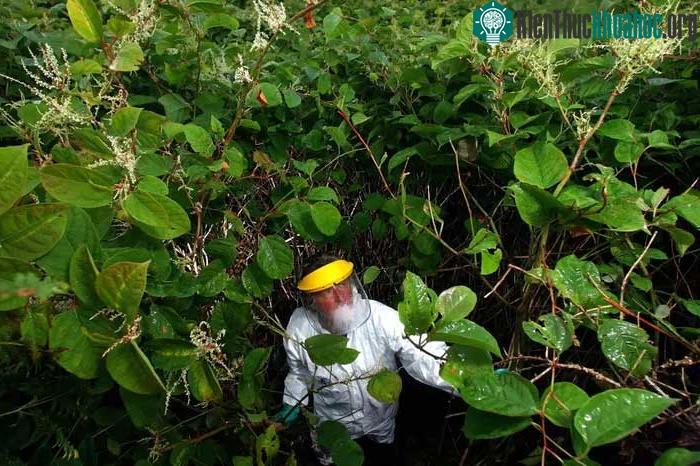 Loại cây này đang là một mối lo cho hệ sinh thái bản địa ở Anh.