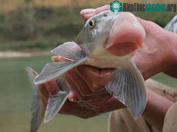 Nhiều người làm ăn tin rằng ăn cá anh vũ sẽ gặp may mắn, thuận lợi.