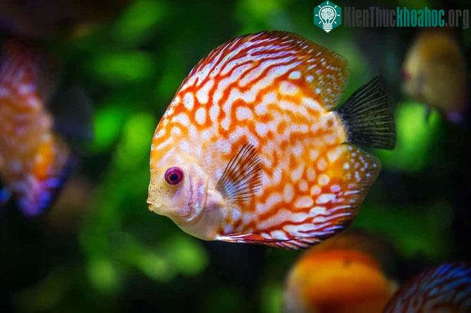 Đa số các loài cá đều có thể ngủ.