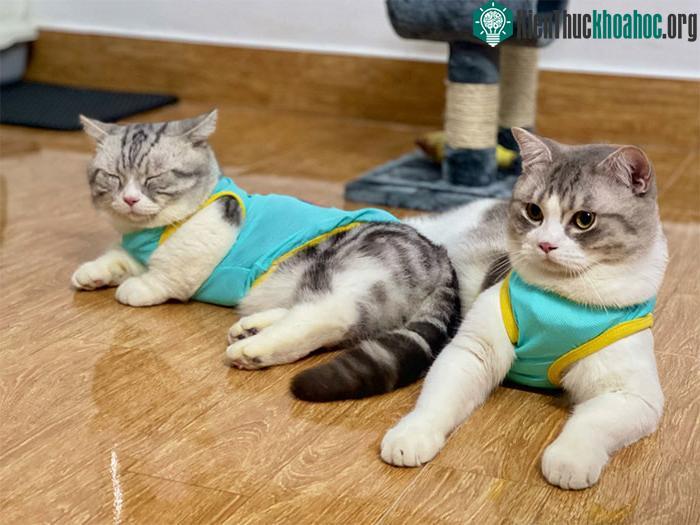 Sàn nhà là nơi thú cưng tiếp xúc trực tiếp và chơi đùa mỗi ngày