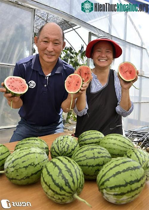 Người nông dân trồng dưa hấu táo ở Hàn Quốc.