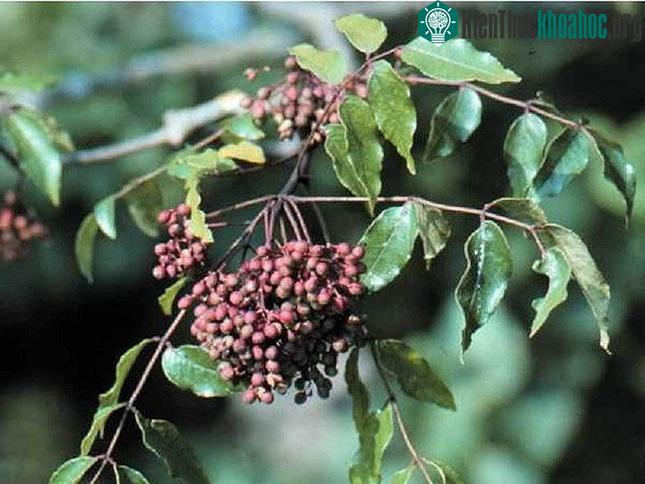 Các nhà khoa học tìm ra nhiều hoạt chất có khả năng năng kháng nấm trong cây mắc khén