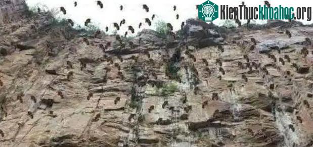 Khoảng 300.000 con sóc chuột Chinchilla đã chết sau khi nhảy từ vách đá xuống vào năm 1994.