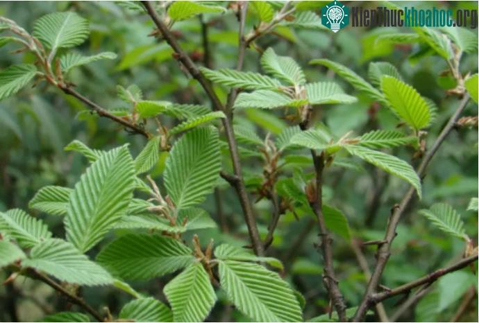 Loại cây sồi tai ngỗng Phổ Đà có hình dáng khá đặc biệt.