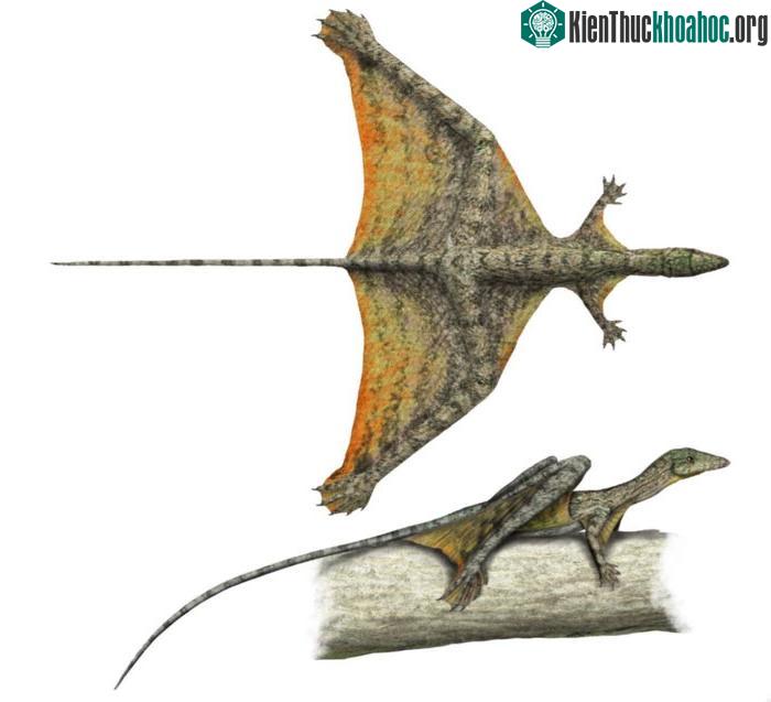 Sharovipteryx