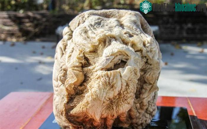 Loại linh chi này càng lâu năm thì giá trị càng cao.