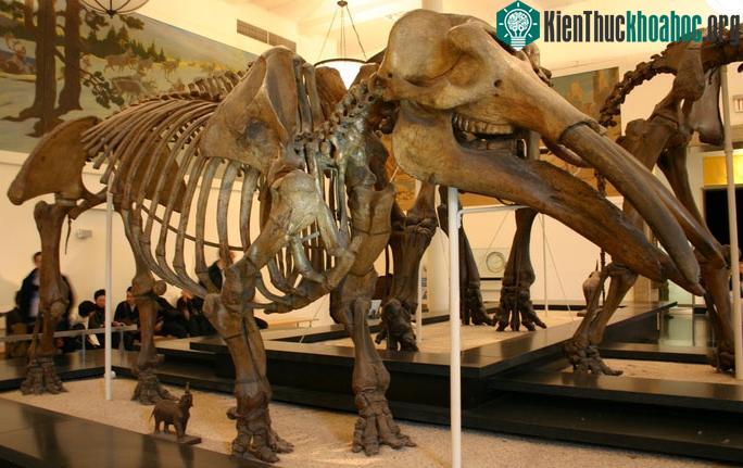 Hài cốt một con gomphothere được phục dựng tại bảo tàng với khuôn mặt đáng sợ